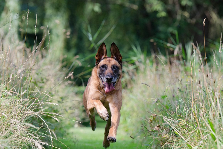 Dog running through field.