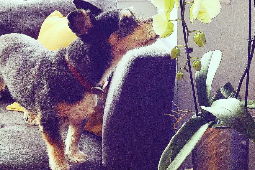 Small dog smelling orchid